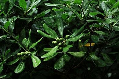 世嘉广告调侃《马车》为新作《索尼克赛车》造势